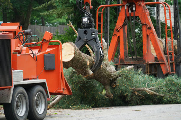 The Steps Involved in Our Tree Care Process in Jamul, CA